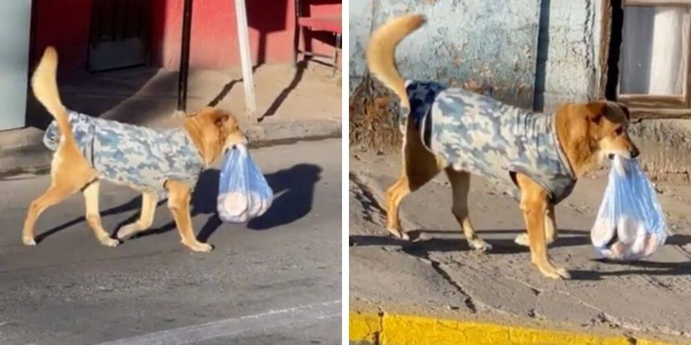 este-perrito-hace-mandados-llevando-los-panes-directo-a-su-casa-chile-hora-del-te-movidatuy.com