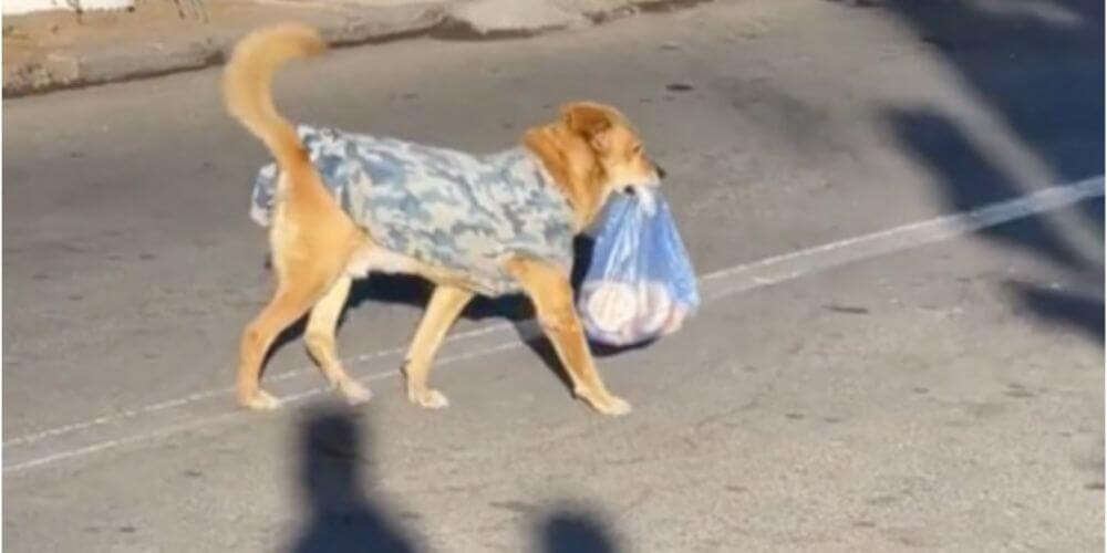 ✌️ Este perrito hace mandados llevando los panes directo a su casa ✌️