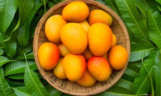 ✅ ¿Para qué sirve el té de hojas de mango? Beneficios que te sorprenderán ✅