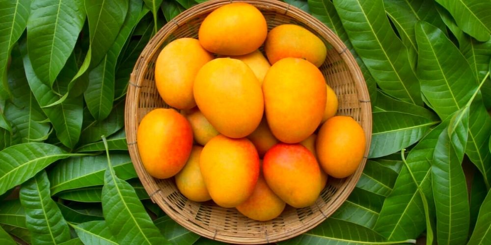 ✅ ¿Para qué sirve el té de hojas de mango? Beneficios que te sorprenderán ✅