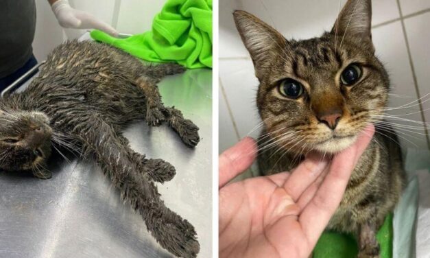 ✌️ Rescatan y salvan a un gato que tenía el cuerpo cubierto de barro y grasa ✌️