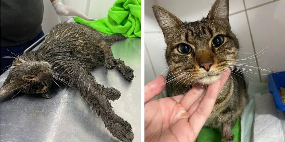 ✌️ Rescatan y salvan a un gato que tenía el cuerpo cubierto de barro y grasa ✌️