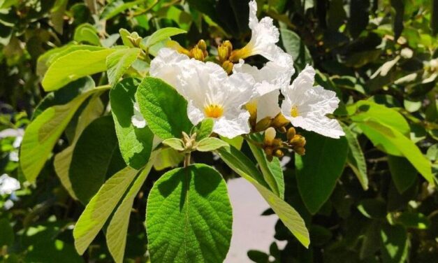 ✅ Anacahuita, una planta argentina ideal para aliviar muchos males ✅