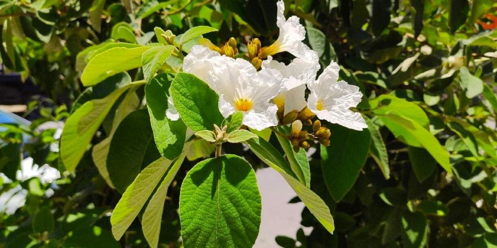 ✅ Anacahuita, una planta argentina ideal para aliviar muchos males ✅