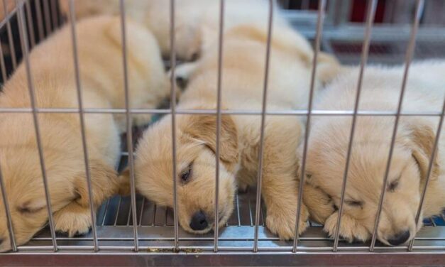 ✌️ En Francia prohíben la venta de perros y gatos en tiendas de animales ✌️
