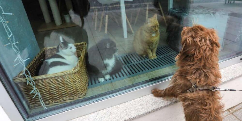 en-francia-prohiben-la-venta-de-perros-y-gatos-en-tiendas-de-animales-gatos-venta-movidatuy.com