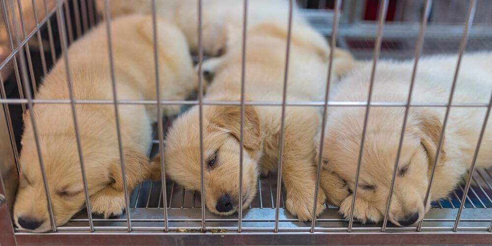 ✌️ En Francia prohíben la venta de perros y gatos en tiendas de animales ✌️