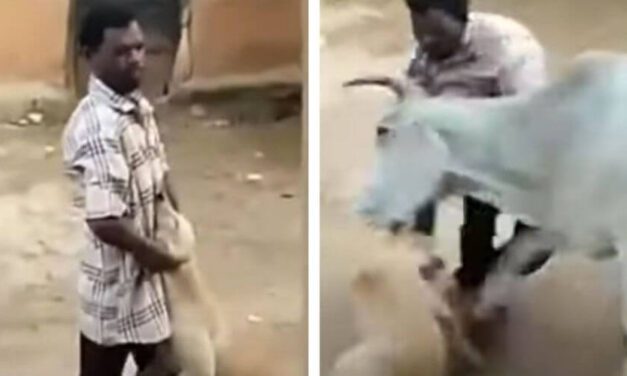 👍 Hombre que maltrataba cruelmente a un perrito fue atacado por una vaca que lo defendió 👍
