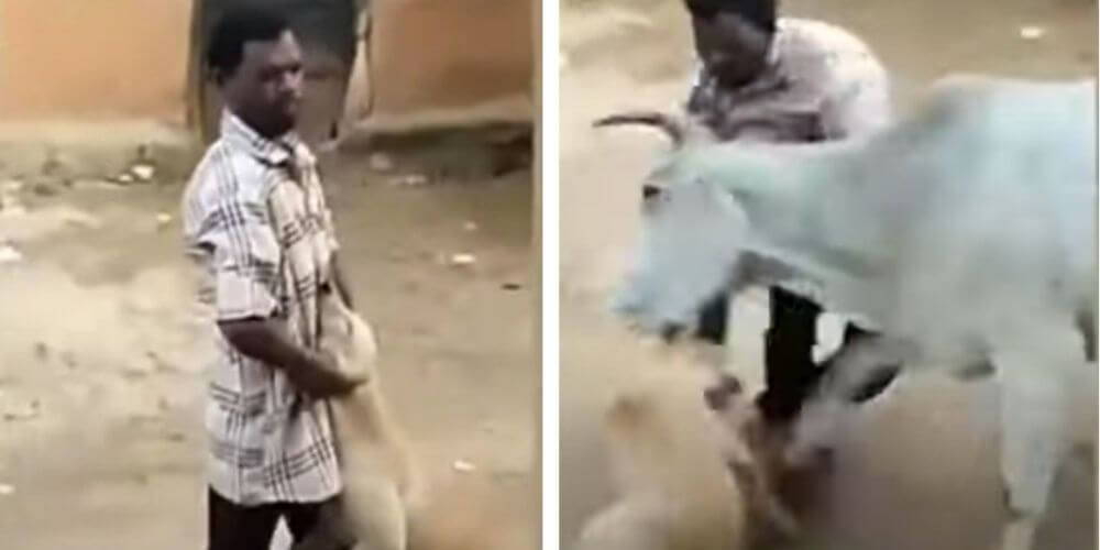 👍 Hombre que maltrataba cruelmente a un perrito fue atacado por una vaca que lo defendió 👍