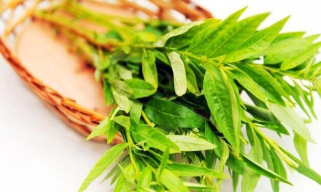 ✅ ¿Para qué sirve el Burrito? Una planta con excelentes propiedades ✅