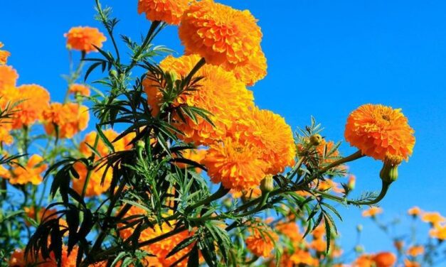✅ ¿Para qué sirve la flor de muerto? Sorprendentes beneficios ✅