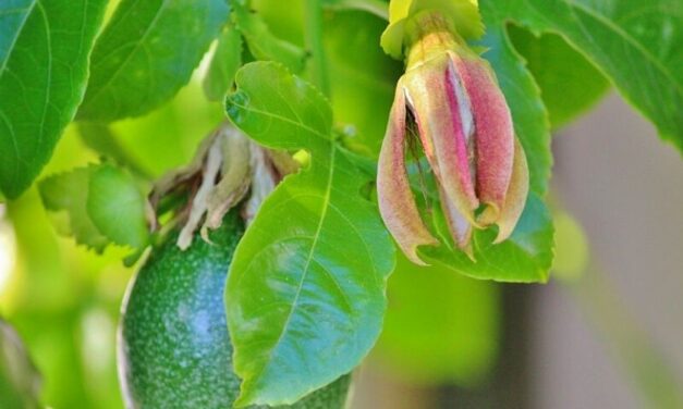 ✅ ¿Para qué sirven las hojas de parchita? Beneficios que te sorprenderán ✅