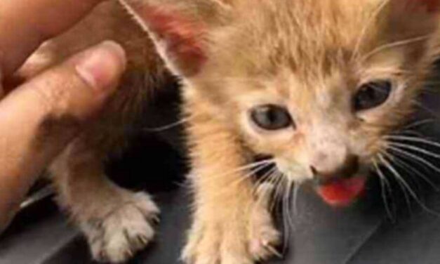 😮 Pequeño gatito sobrevivió luego de viajar varios kilómetros dentro un motor al quedar atrapado 😮