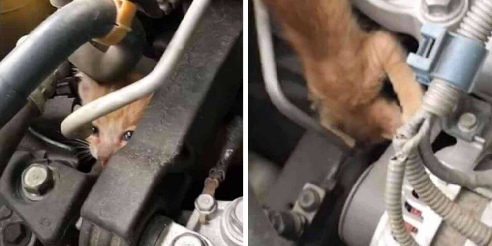 pequeño-gatito-sobrevivio-luego-de-viajar-varios-kilometros-dentro-un-motor-al-quedar-atrapado-gatito-anaranjado-movidatuy.com