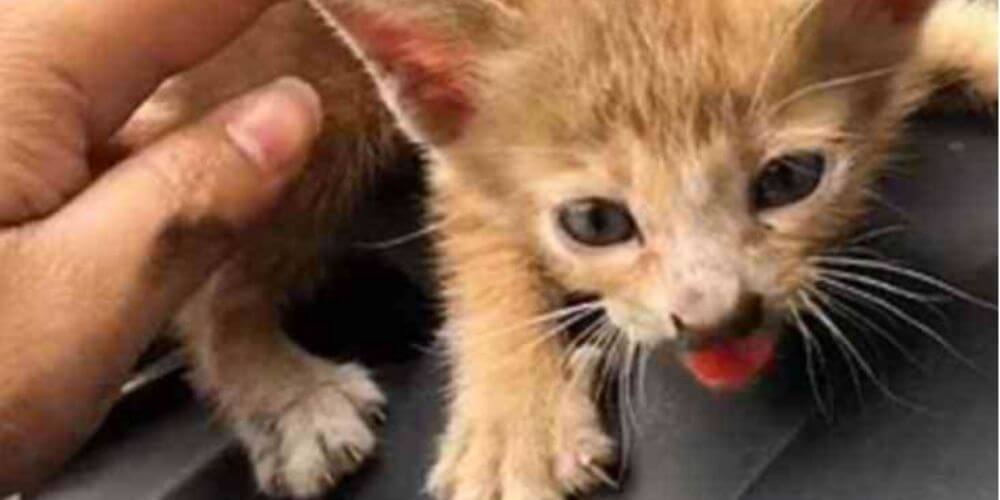 😮 Pequeño gatito sobrevivió luego de viajar varios kilómetros dentro un motor al quedar atrapado 😮