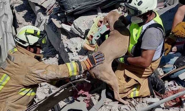 ✌️ Rescatistas logran salvar a un perrito de unos escombros luego de una explosión en México ✌️