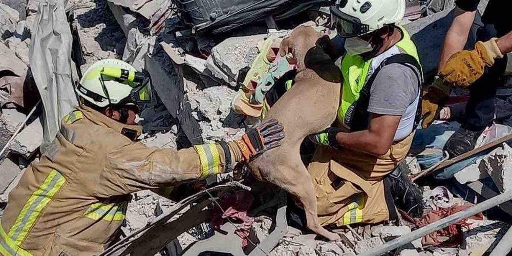 ✌️ Rescatistas logran salvar a un perrito de unos escombros luego de una explosión en México ✌️