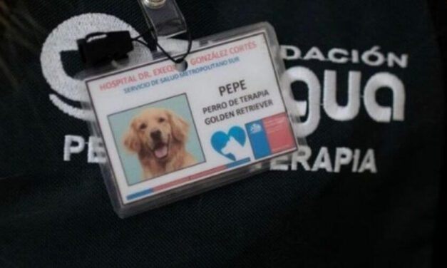 ✌️ En un hospital de Chile usan a unos perros de terapia para aliviar al personal médico ✌️