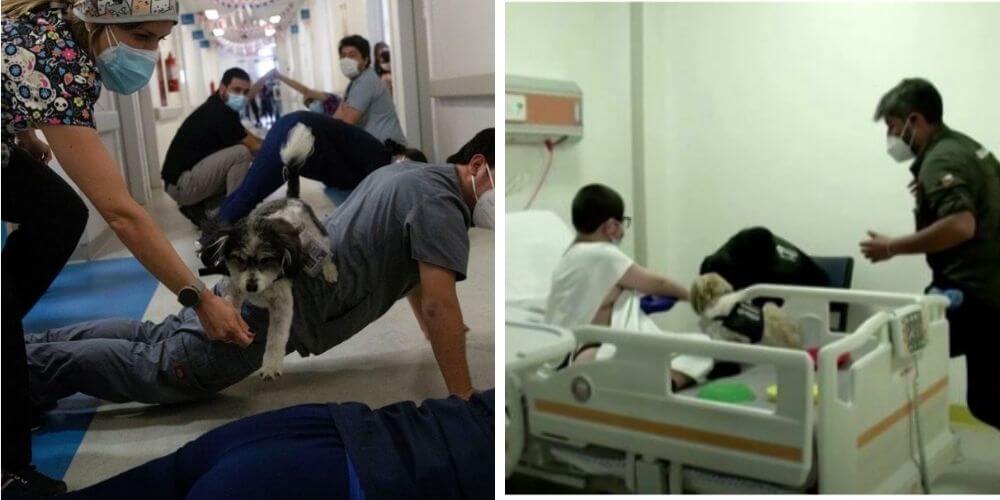 en-un-hospital-de-chile-usan-a-unos-perros-de-terapia-para-aliviar-al-personal-medico-pepe-y-chimu-movidatuy.com
