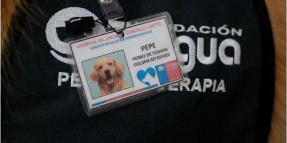 ✌️ En un hospital de Chile usan a unos perros de terapia para aliviar al personal médico ✌️