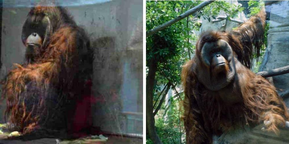 fallece-toto-el-orangutan-del-zoo-de-chapultepec-en-ciudad-de-mexico-a-los-29-años-animal-muerte-movidatuy.com