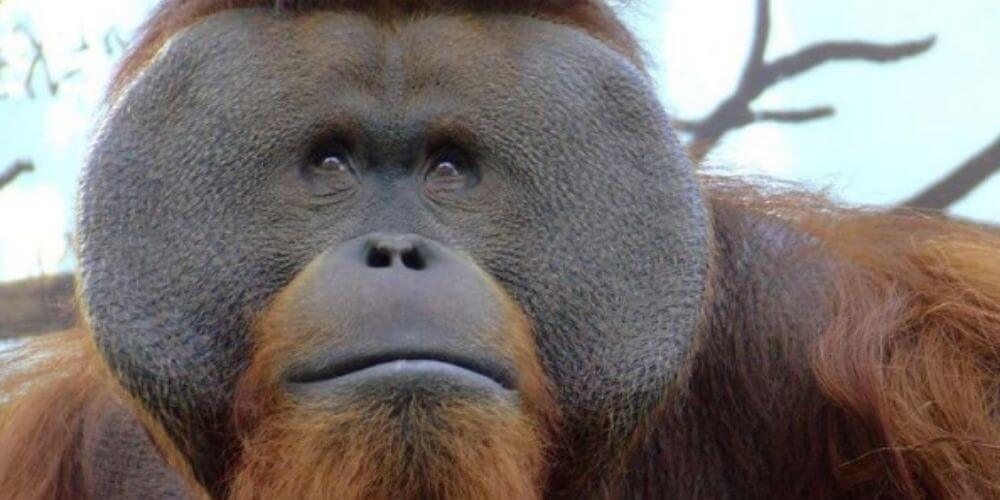 Fallece Toto el orangután del  Zoo de Chapultepec en Ciudad de México a los 29 años
