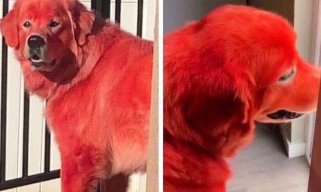 😮 Acusan a una joven de maltrato animal por teñir de rojo el pelaje de su perro 😮