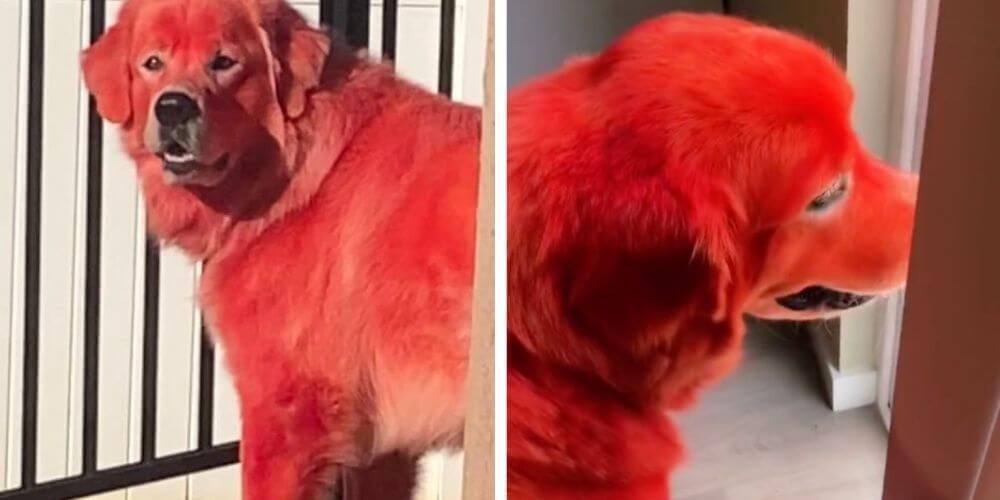😮 Acusan a una joven de maltrato animal por teñir de rojo el pelaje de su perro 😮