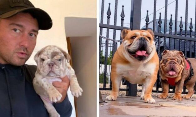 ✌️ Condenan a pareja que hacía fortuna con cría ilegal de cachorros ✌️