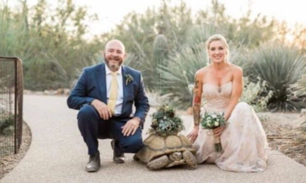 ✌️ Esta tortuga gigante llevó los anillos de boda de una pareja de veterinarios ✌️