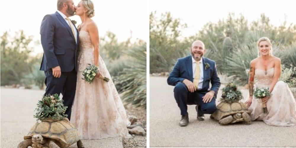 esta-tortuga-gigante-llevo-los-anillos-de-boda-de-una-pareja-de-veterinarios-boda-ericka-y-jay-movidatuy.com