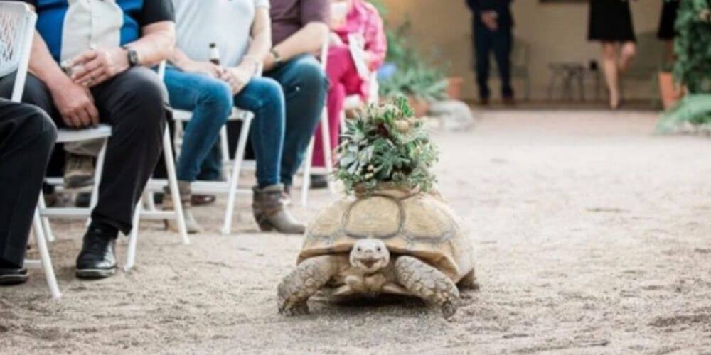 esta-tortuga-gigante-llevo-los-anillos-de-boda-de-una-pareja-de-veterinarios-tom-shelleck-movidatuy.com