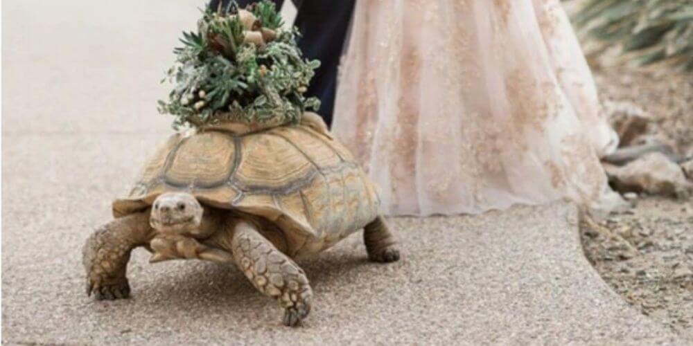 esta-tortuga-gigante-llevo-los-anillos-de-boda-de-una-pareja-de-veterinarios-tortuga-sulcata-movidatuy.com