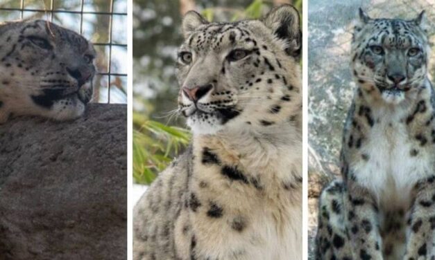Mueren tres leopardos de las nieves por el virus en zoológico de Estados Unidos