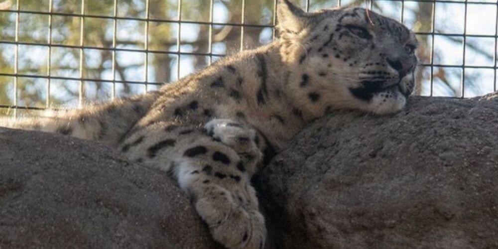 mueren-tres-leopardos-de-las-nieves-por-el-virus-en-zoologico-de-estados-unidos-everest-movidatuy.com