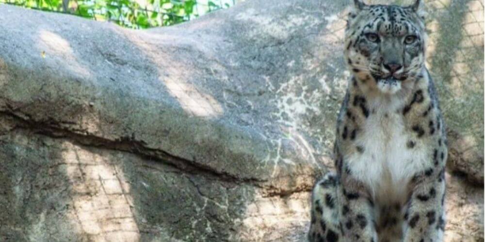 mueren-tres-leopardos-de-las-nieves-por-el-virus-en-zoologico-de-estados-unidos-ranney-movidatuy.com