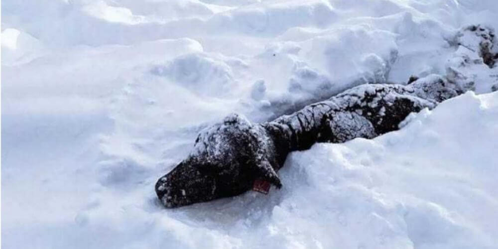 😮 Una comunidad socorre y rescata a un ganado atrapado en nevada muy intensa 😮