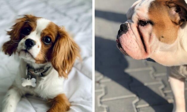 ✌️ Noruega prohíbe la crianza y venta de bulldogs británicos y Cavalier King Charles Spaniel ✌️
