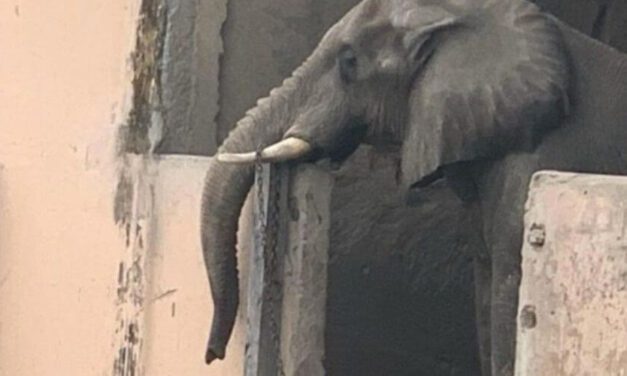 Exigen trasladar al elefante Shankar, que lleva aislado años en un zoológico