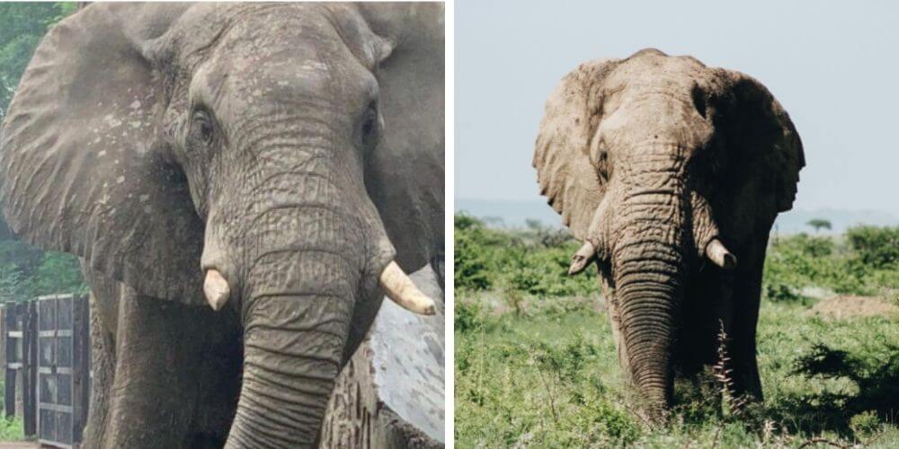 exigen-trasladar-al-elefante-shankar-que-lleva-aislado-años-en-un-zoologico-elefante-africano-movidatuy.com