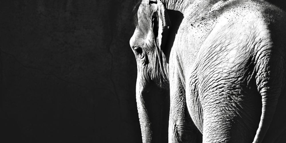 exigen-trasladar-al-elefante-shankar-que-lleva-aislado-años-en-un-zoologico-tristeza-soledad-movidatuy.com
