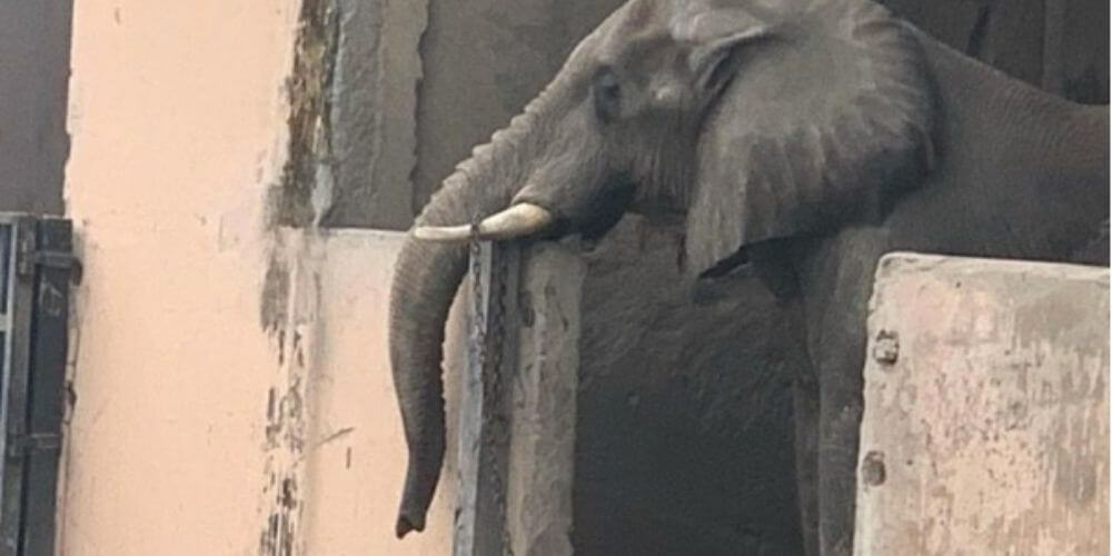Exigen trasladar al elefante Shankar, que lleva aislado años en un zoológico