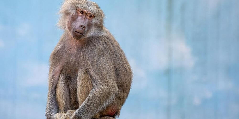 la-viruela-del-mono-es-realmente-un-virus-peligroso-simio-primate-movidatuy.com