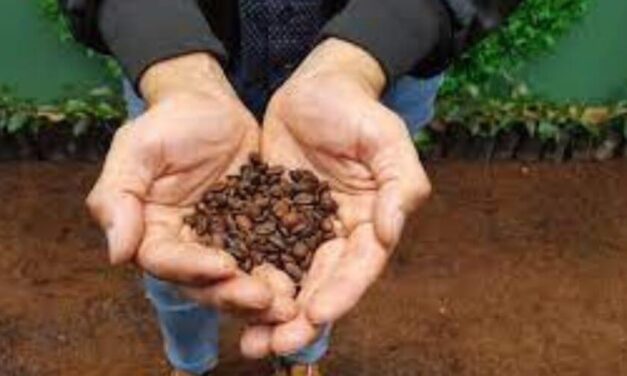 Miranda cierra 2023 con 970 hectáreas de café cultivadas durante el año