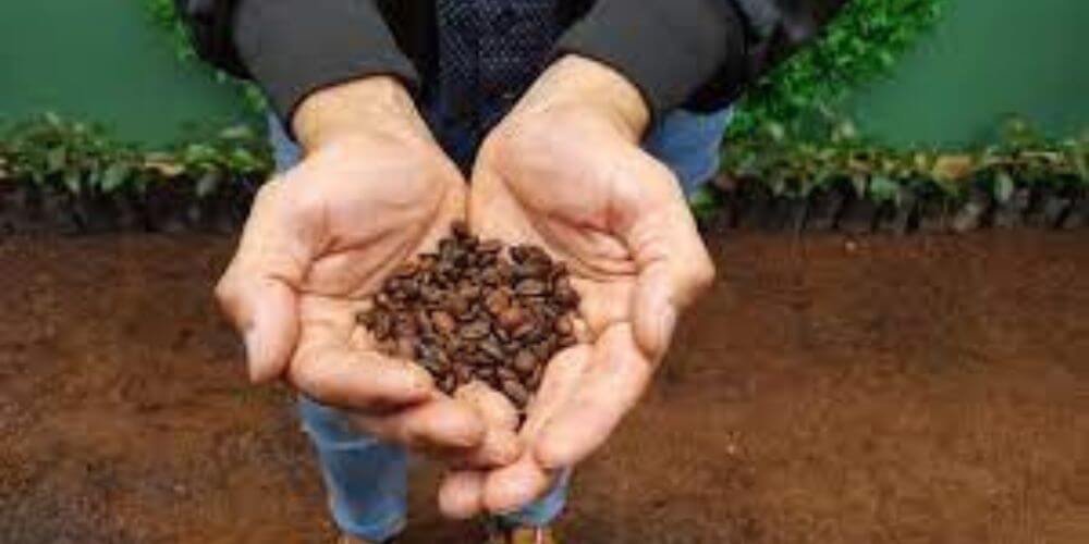 Miranda cierra 2023 con 970 hectáreas de café cultivadas durante el año