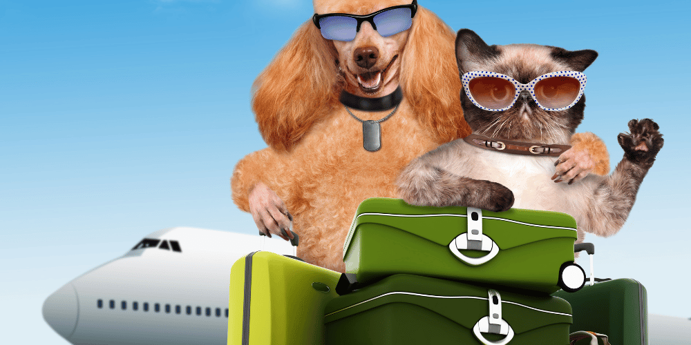 Estos son los requisitos para viajar con mascotas al exterior